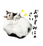 The Sudo family cats（個別スタンプ：6）