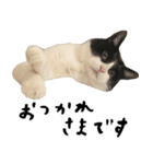 The Sudo family cats（個別スタンプ：7）