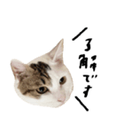 The Sudo family cats（個別スタンプ：8）
