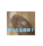 ラグドールの男の子ロゼと過ごす日常（個別スタンプ：2）
