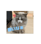 ラグドールの男の子ロゼと過ごす日常（個別スタンプ：6）