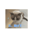 ラグドールの男の子ロゼと過ごす日常（個別スタンプ：9）