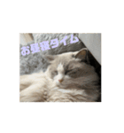 ラグドールの男の子ロゼと過ごす日常（個別スタンプ：10）
