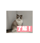 ラグドールの男の子ロゼと過ごす日常（個別スタンプ：11）