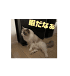 ラグドールの男の子ロゼと過ごす日常（個別スタンプ：13）