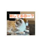 ラグドールの男の子ロゼと過ごす日常（個別スタンプ：14）