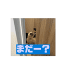 ラグドールの男の子ロゼと過ごす日常（個別スタンプ：16）