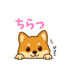 柴犬ムギの日常スタンプ2（個別スタンプ：13）