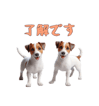 [了解です専用]ジャックラッセルテリア（個別スタンプ：2）