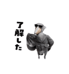 動く！ハシビロコウ（個別スタンプ：4）