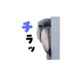 動く！ハシビロコウ（個別スタンプ：12）