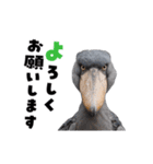動く！ハシビロコウ（個別スタンプ：17）