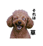 爆笑セリフ40連発！（個別スタンプ：12）