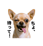 爆笑セリフ40連発！（個別スタンプ：15）