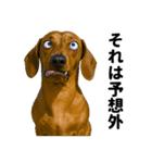 爆笑セリフ40連発！（個別スタンプ：18）