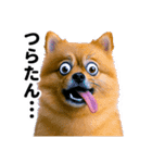 爆笑セリフ40連発！（個別スタンプ：24）