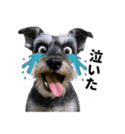 爆笑セリフ40連発！（個別スタンプ：25）