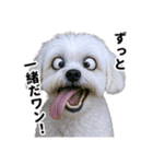 爆笑セリフ40連発！（個別スタンプ：31）