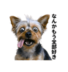 爆笑セリフ40連発！（個別スタンプ：35）