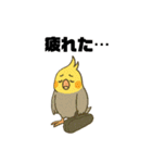 クラシック音楽好きオカメインコ（個別スタンプ：12）