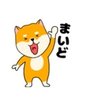 【毎日使える】柴犬のふぅちゃん14（個別スタンプ：1）