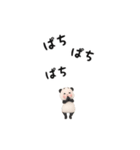 【超ちいさい】パンダタオル【毎日】（個別スタンプ：14）