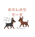 ミニピンのペアが素直な言葉を添えて☆（個別スタンプ：6）