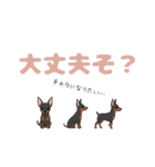 ミニピンのペアが素直な言葉を添えて☆（個別スタンプ：11）