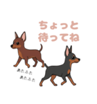 ミニピンのペアが素直な言葉を添えて☆（個別スタンプ：13）