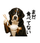 バーニーズマウンテンドッグ★即返信！（個別スタンプ：1）