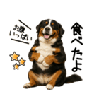 バーニーズマウンテンドッグ★即返信！（個別スタンプ：2）
