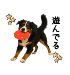 バーニーズマウンテンドッグ★即返信！（個別スタンプ：3）