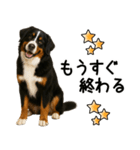 バーニーズマウンテンドッグ★即返信！（個別スタンプ：4）
