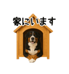 バーニーズマウンテンドッグ★即返信！（個別スタンプ：6）