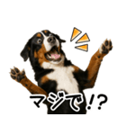 バーニーズマウンテンドッグ★即返信！（個別スタンプ：7）