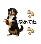 バーニーズマウンテンドッグ★即返信！（個別スタンプ：11）