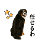 バーニーズマウンテンドッグ★即返信！（個別スタンプ：12）