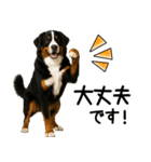 バーニーズマウンテンドッグ★即返信！（個別スタンプ：16）