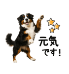 バーニーズマウンテンドッグ★即返信！（個別スタンプ：17）