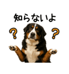 バーニーズマウンテンドッグ★即返信！（個別スタンプ：18）