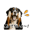 バーニーズマウンテンドッグ★即返信！（個別スタンプ：19）