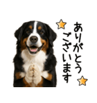 バーニーズマウンテンドッグ★即返信！（個別スタンプ：22）