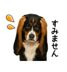バーニーズマウンテンドッグ★即返信！（個別スタンプ：23）