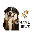 バーニーズマウンテンドッグ★即返信！（個別スタンプ：29）