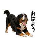 バーニーズマウンテンドッグ★即返信！（個別スタンプ：31）
