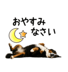 バーニーズマウンテンドッグ★即返信！（個別スタンプ：32）