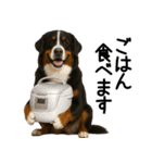 バーニーズマウンテンドッグ★家族連絡（個別スタンプ：3）