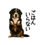 バーニーズマウンテンドッグ★家族連絡（個別スタンプ：4）