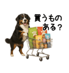バーニーズマウンテンドッグ★家族連絡（個別スタンプ：7）
