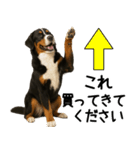 バーニーズマウンテンドッグ★家族連絡（個別スタンプ：8）